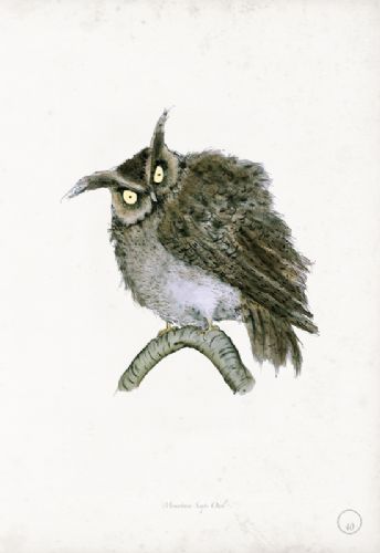 Mountain Scops Owl - artist signed print